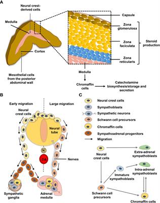 HIF and MYC signaling in adrenal neoplasms of the neural crest: implications for pediatrics